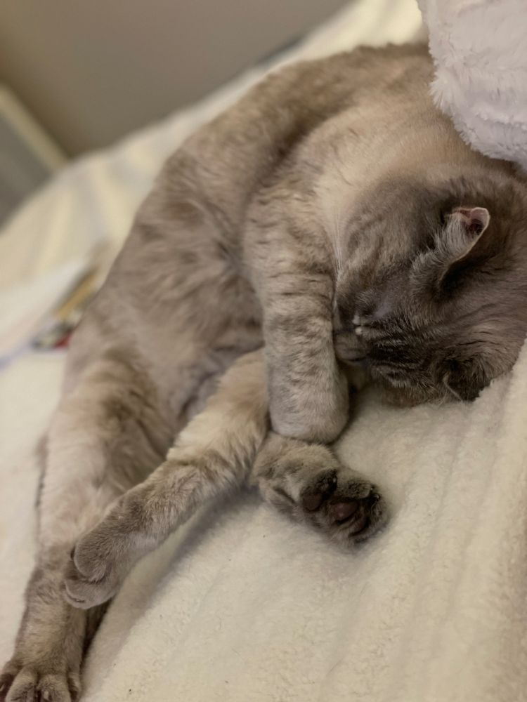 Sleeping white cat. 