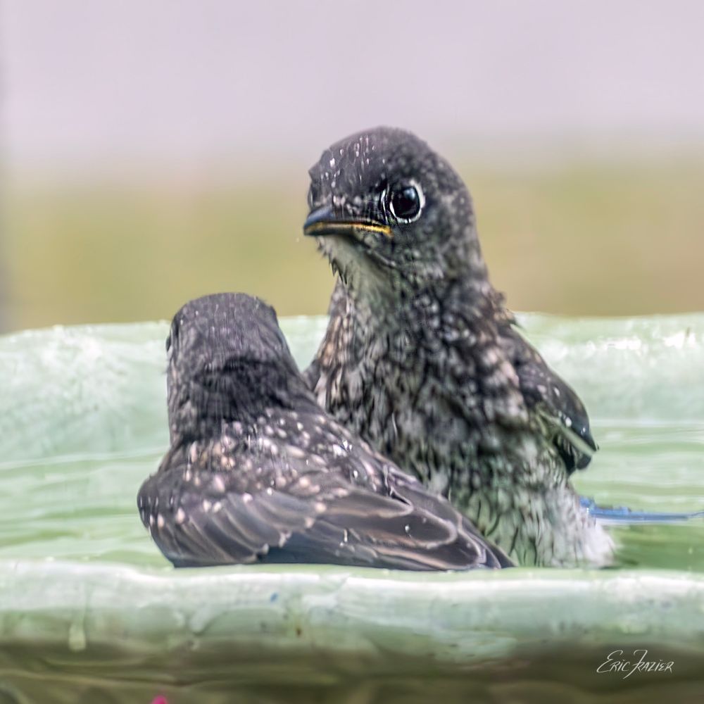 This Water is Cold!

Two recently fledged Eastern Bluebirds, still wearing their #mottled plumage, try out our birdbath.