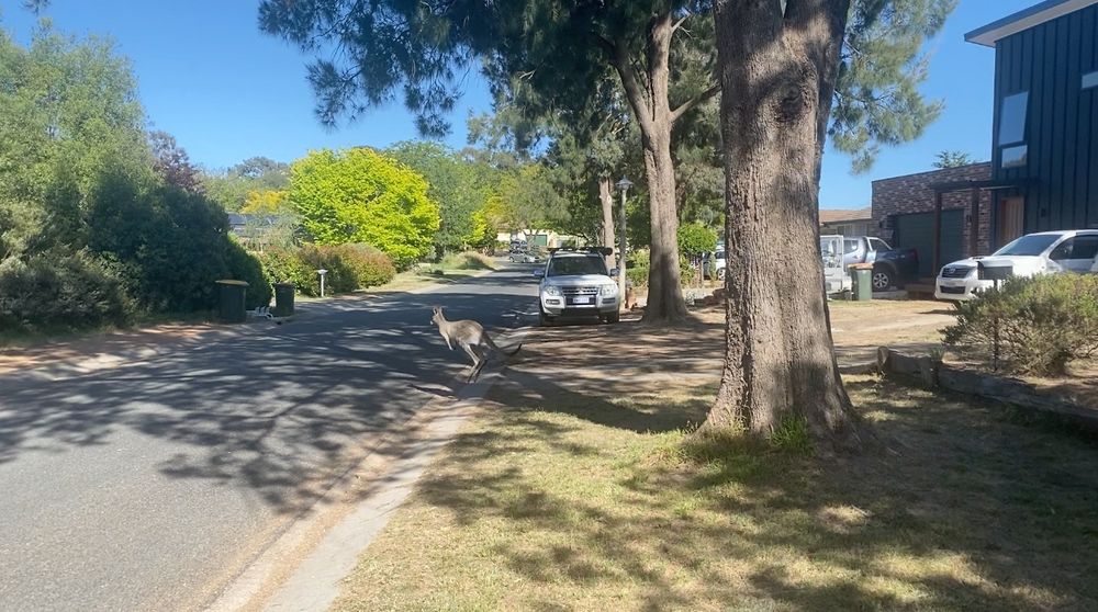 Kangaroo bouncing down road