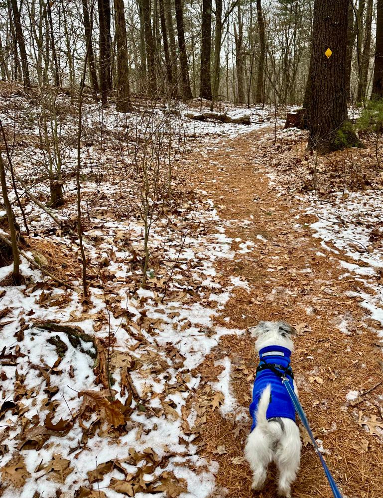 Cute white dog with a blue sweater on a trail