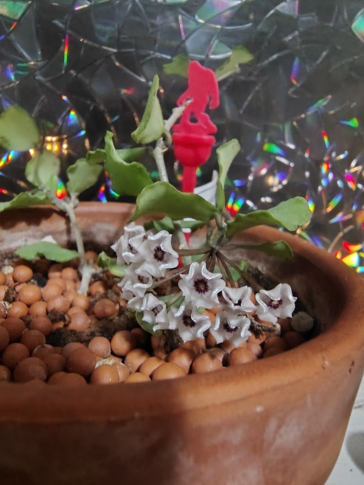 White fuzzy curved flower buds opening into star shaped flowers on a small vine with wiggly edges leaves roughly the size of thumbnails in a terracotta pot with the soil topped by small leca balls against a dark prismatic window. The trellis is a red plastic coffee stirrer decorated with a side profile of a walking Bigfoot. 