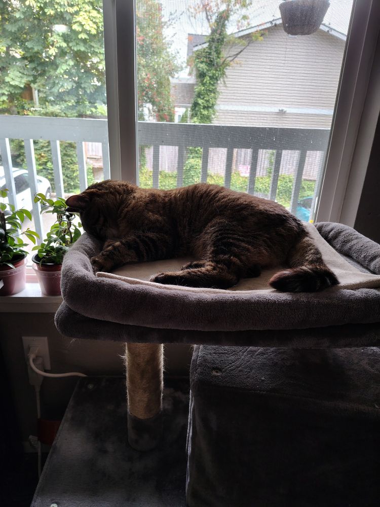 A brown tabby cat laying on her side with her head tucked into the lining of her tower bed. 