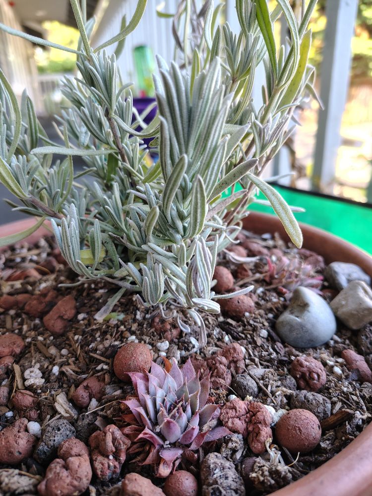 Stalks of lavender with oblong, fuzzy, silver-green leaves and in a few purple and minty green rosette succulent Sempervivums together in a terracotta pot filled with chunky soil mixture. 