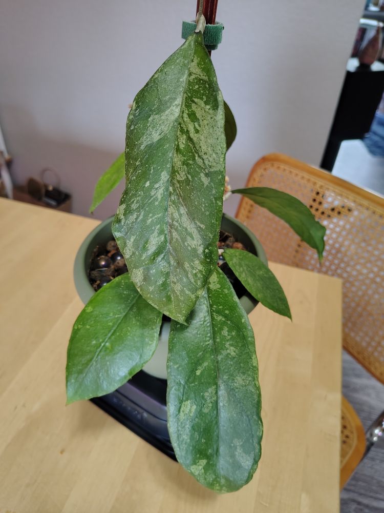 Oblong green leaves with light splashes 