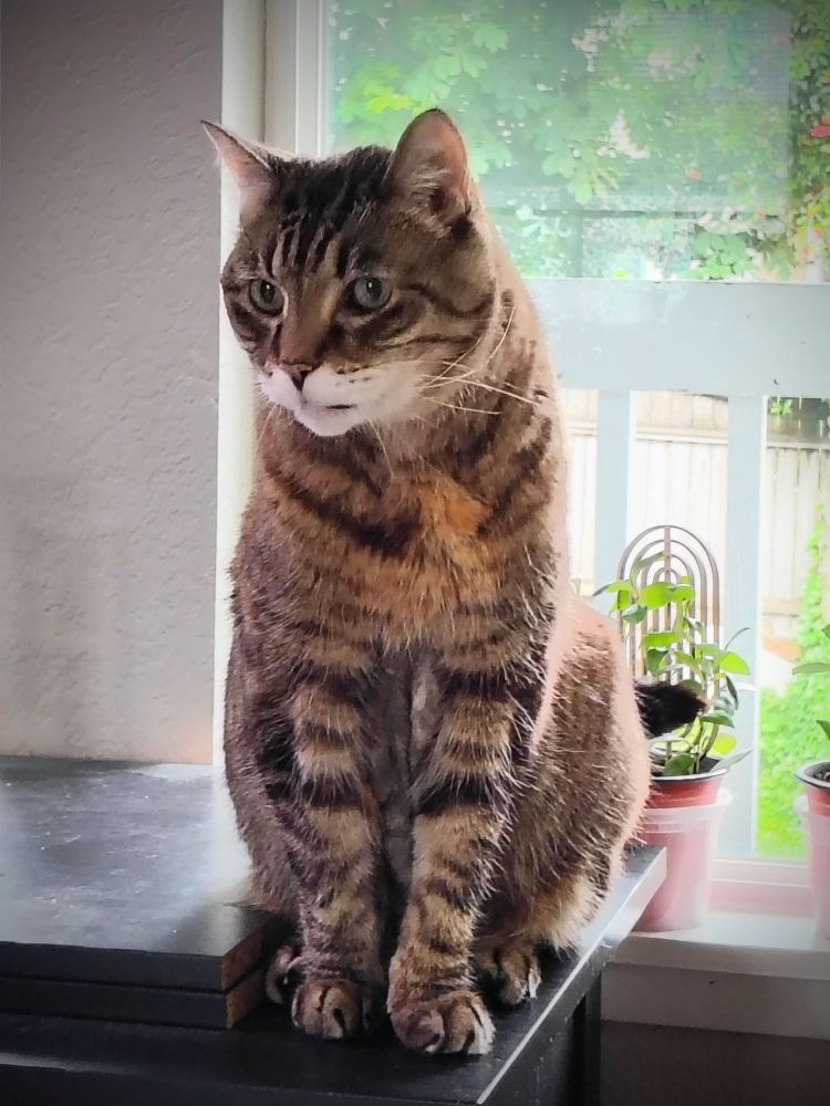 Osaka, a large brown and orange tabby cat with a white chin, sitting on a black shelf with a green background 