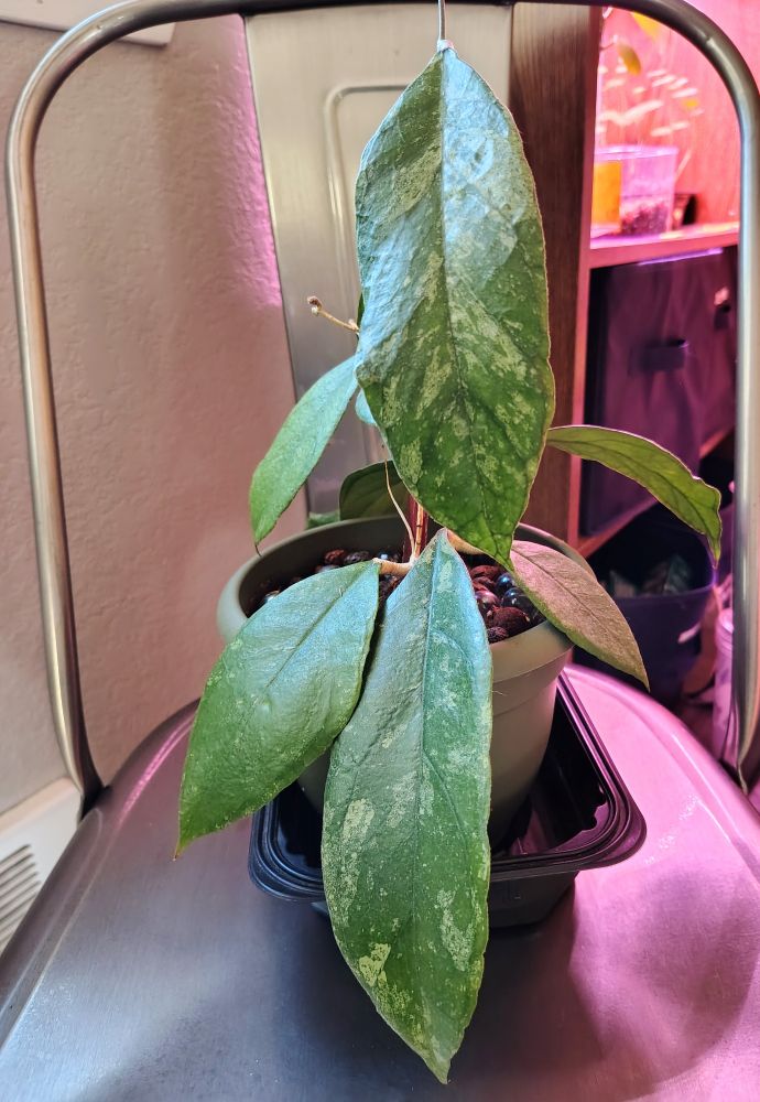 Hoya finlaysonii 'Chicken Farm' leaves. Large, oblong, and pointed green leaves with creamy pale blotches and veins. It has more leaves than the previous photo. 