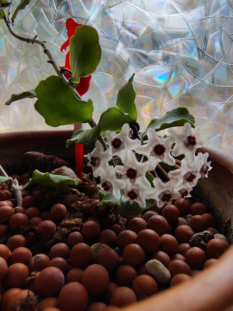 A close up of the Hoya flowers 