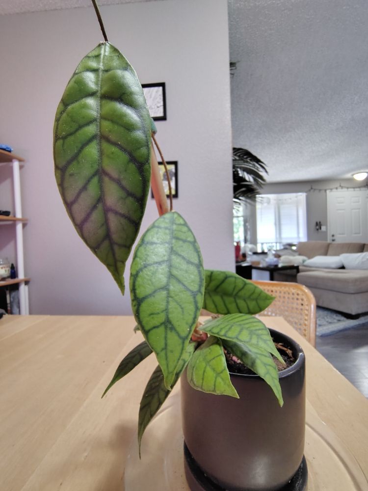 Large, pointed, oval leaves with a medium green based veined geometrically in darker freen