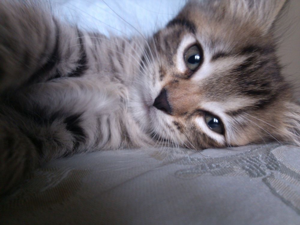 Cream/brown/black striped 9 week old kitten laying on a bed looking adorably into your soul.
