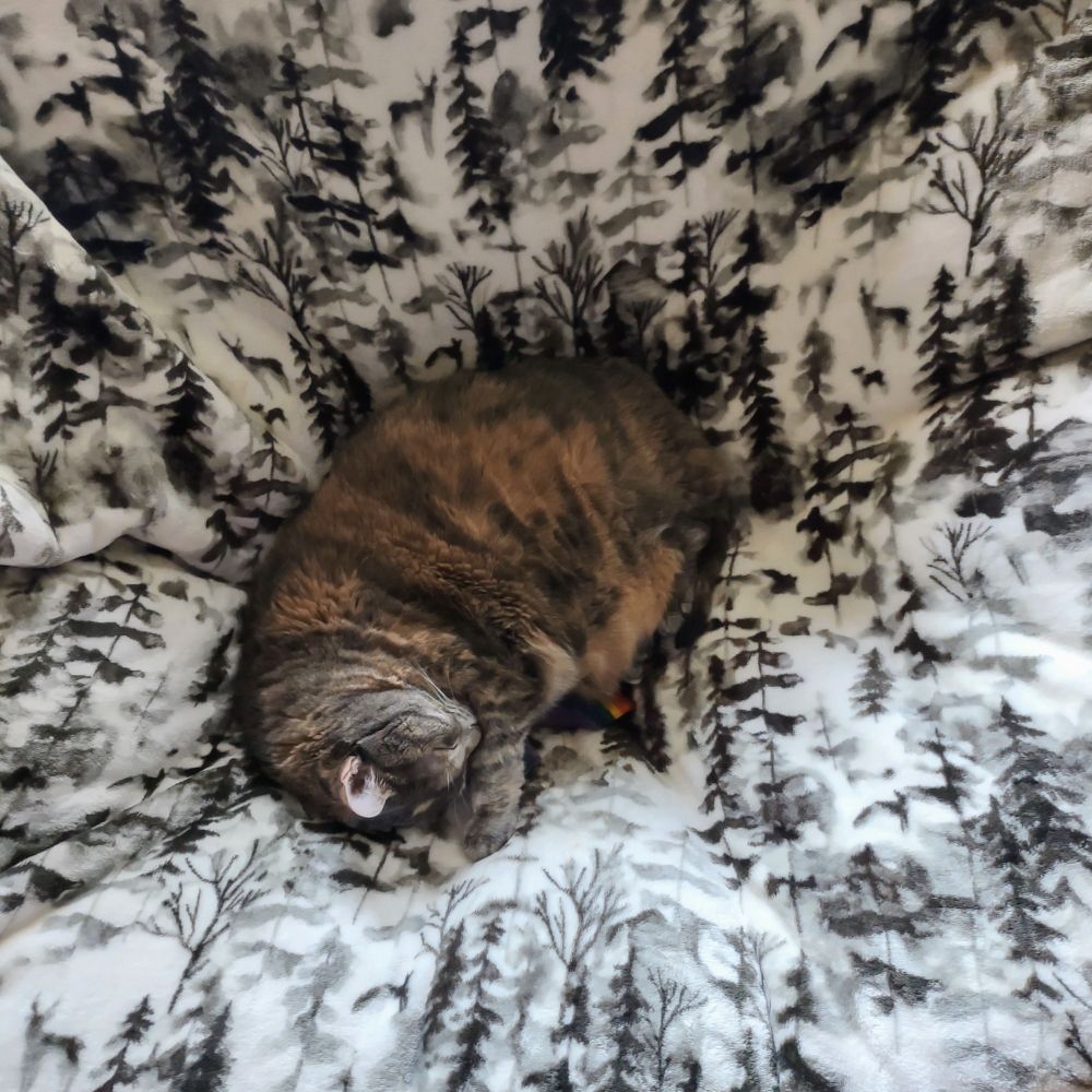 Tortie cat snuggled into a pine tree covered blanket in a papasan chair