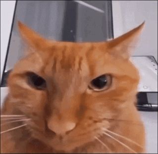 The orange "wireless" cat