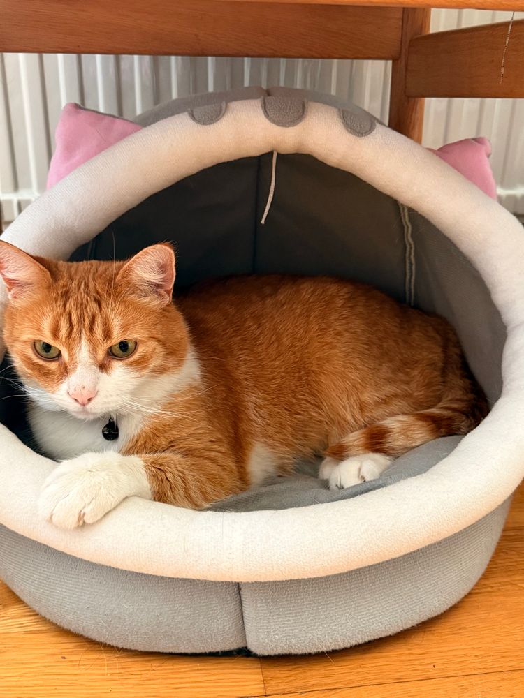 picture of my cat laying in his cat bed