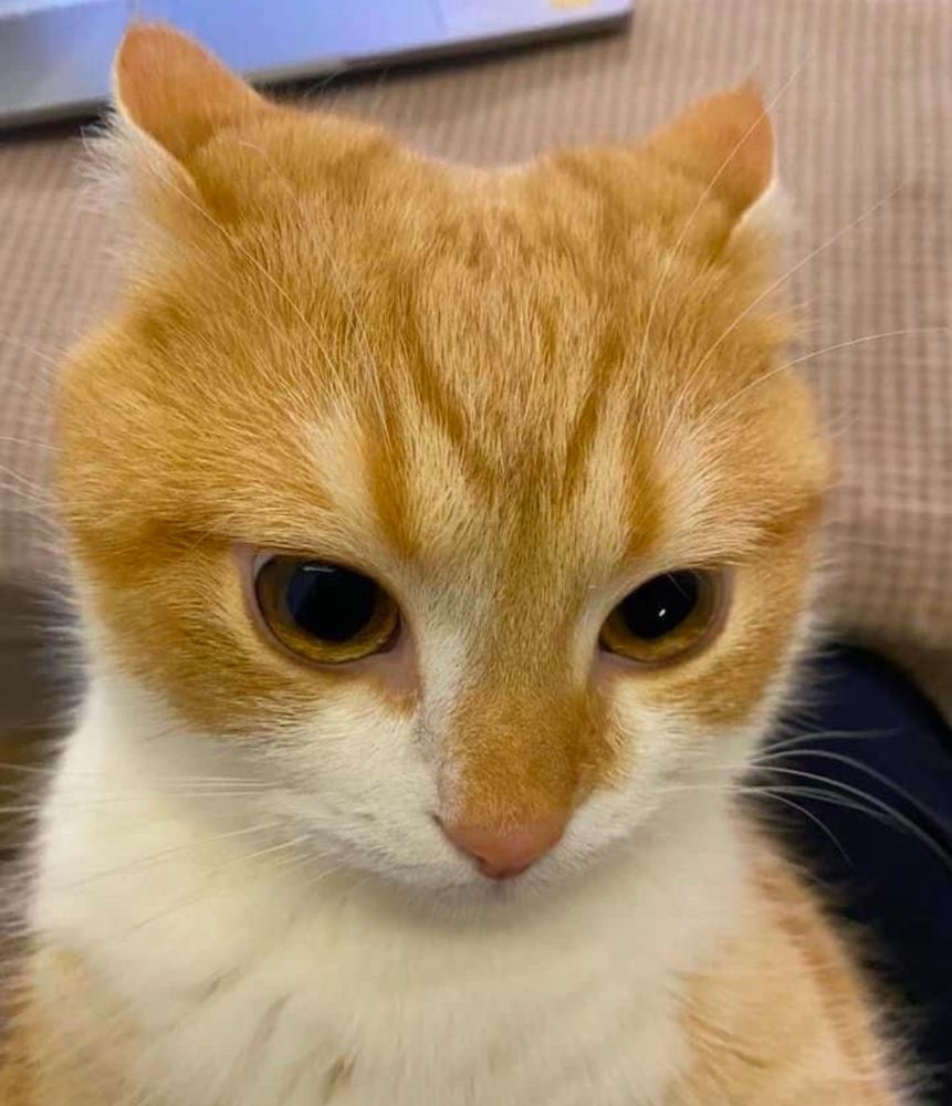 a cat

