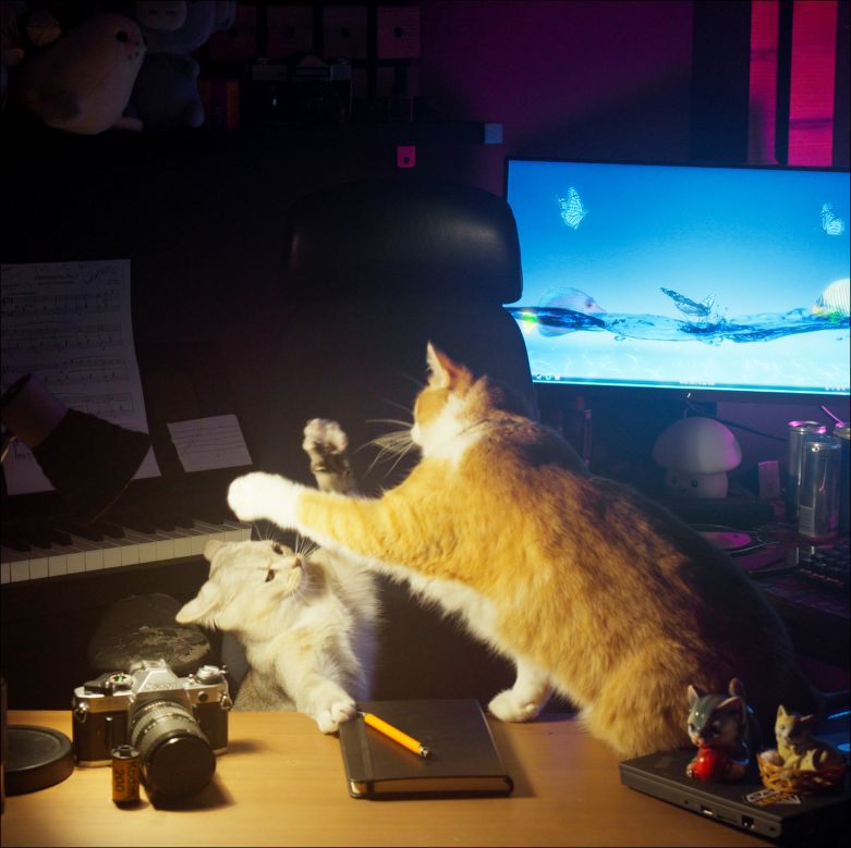 Cinematic image of two of my cats playing on a desk, one being gray and the other orange. Part of an upcoming video that I'm working on.