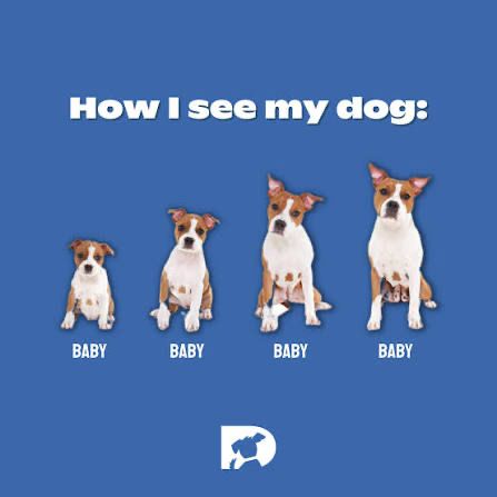 A chart showing that dogs of every age are “baby”