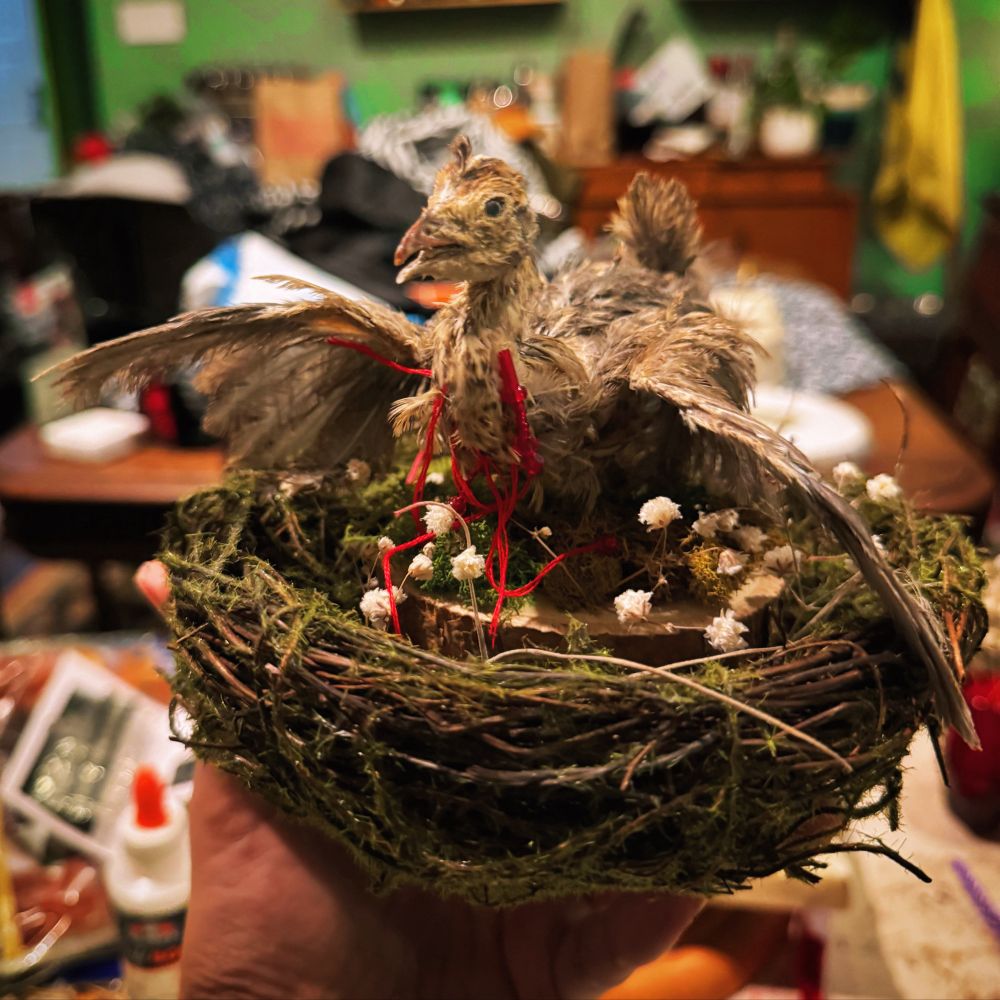 A small taxidermied quail with its wings outstretched sits in a fake nest with dried baby’s breath flowers around it. The quail has strands of red thread and red beads sewn into its chest.