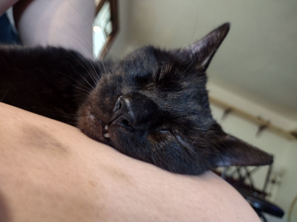 black cat with cheek resting on human thigh squished face so teeth show