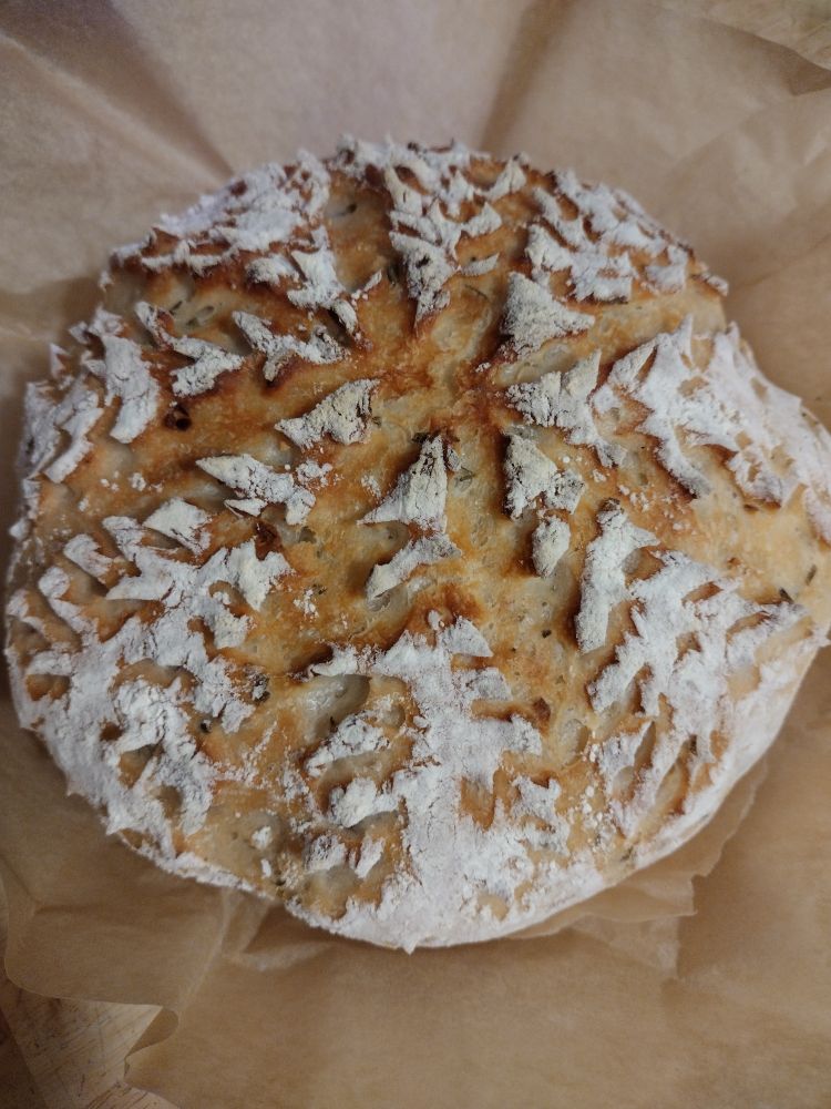 artisan Dutch oven round loaf of rosemary garlic bread with evergreen tree scoring
