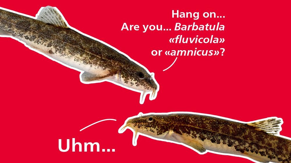 Two fishes are looking at each other. One asks the other: Hang on ... are you ... arbatula «fluvicola» or «amnicus»? The other fish replies: "Uhm..." 