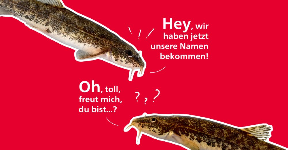 Zwei Fische sprechen miteinander. Ein Fisch sagt zum Anderen: Hey, wir haben jetzt unsere Namen bekommen! Der andere antwortet erfreut: Oh, toll, freut mich, du bist ...?