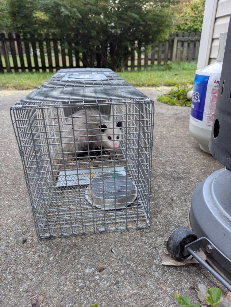 A possum in a humane trap. A food bowl is overturned in the trap. The trap is on a concrete patio with a propane tank partially in view. The possum seems scared and weary.