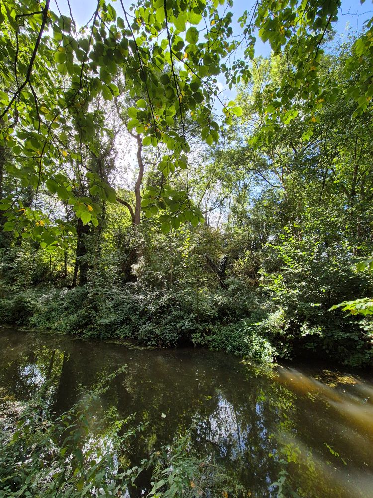 Looking across the water,reflections of the woods across,blue skies
