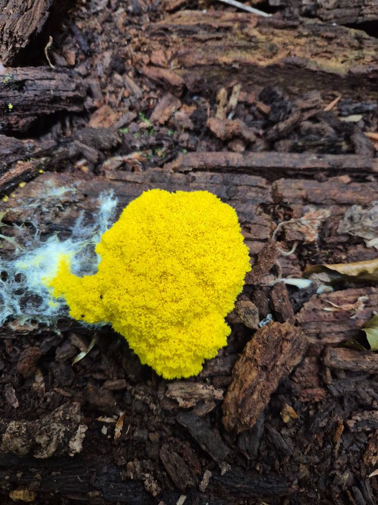 Yellow slime on a rotting trunk scrambled egg