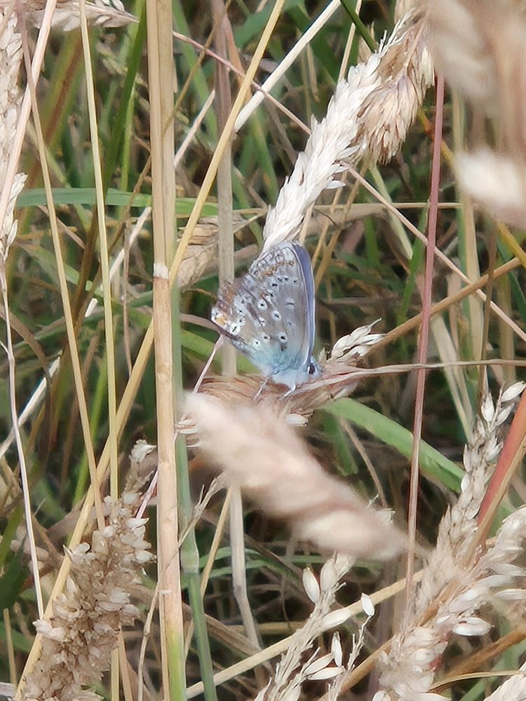 Butterfly on the grass 