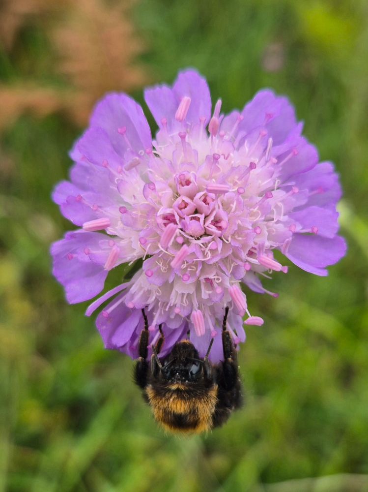 A bee on scabiosa in the meadow,blurred grasses below