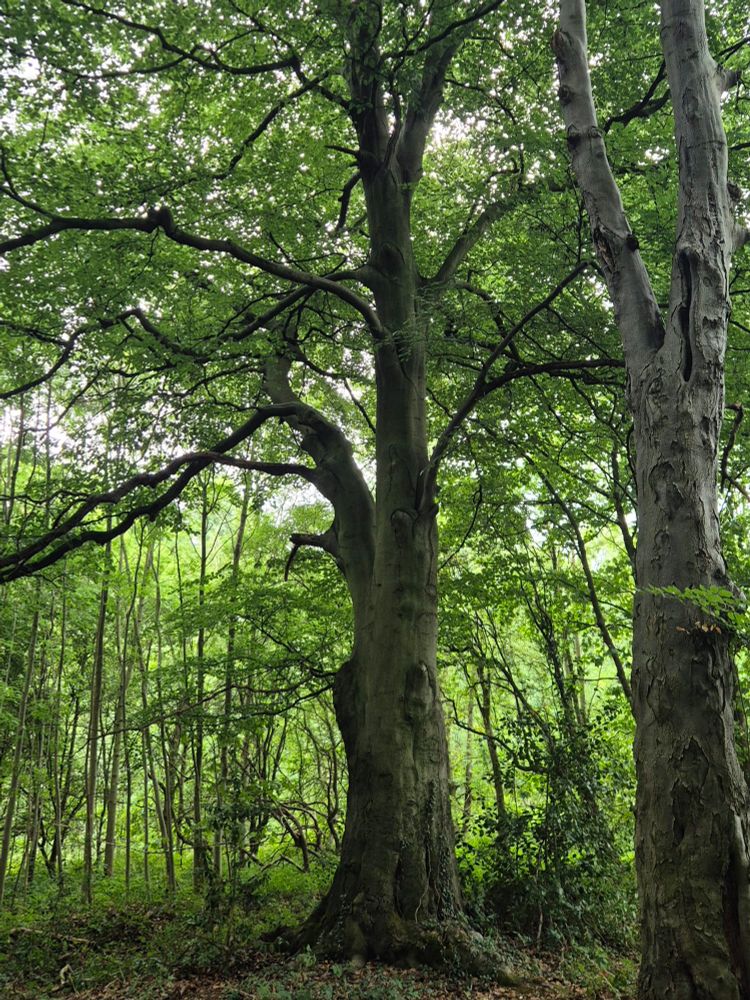 Trees of the woods,greenery a shapely beech holds firm