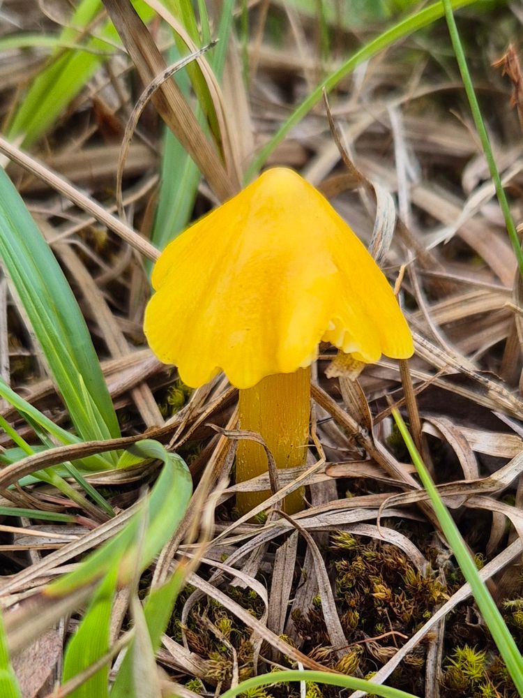 A yellow fungi amongst the old quarry green and brown grasses