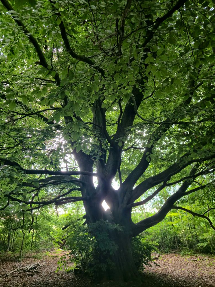 Like a spirit of light,tree letting in light above its trunk,dense green leaves,brown shaded woodland floor below,top edge of the wood