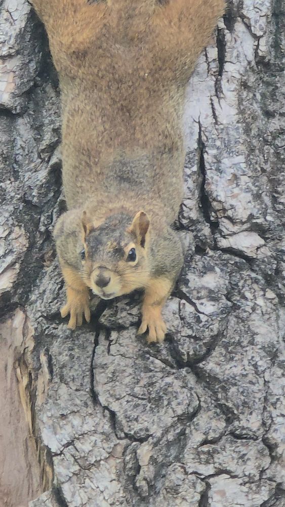 A squirrel eating a nut. It's looking at the human shaped being taking its photo, as if offended. 