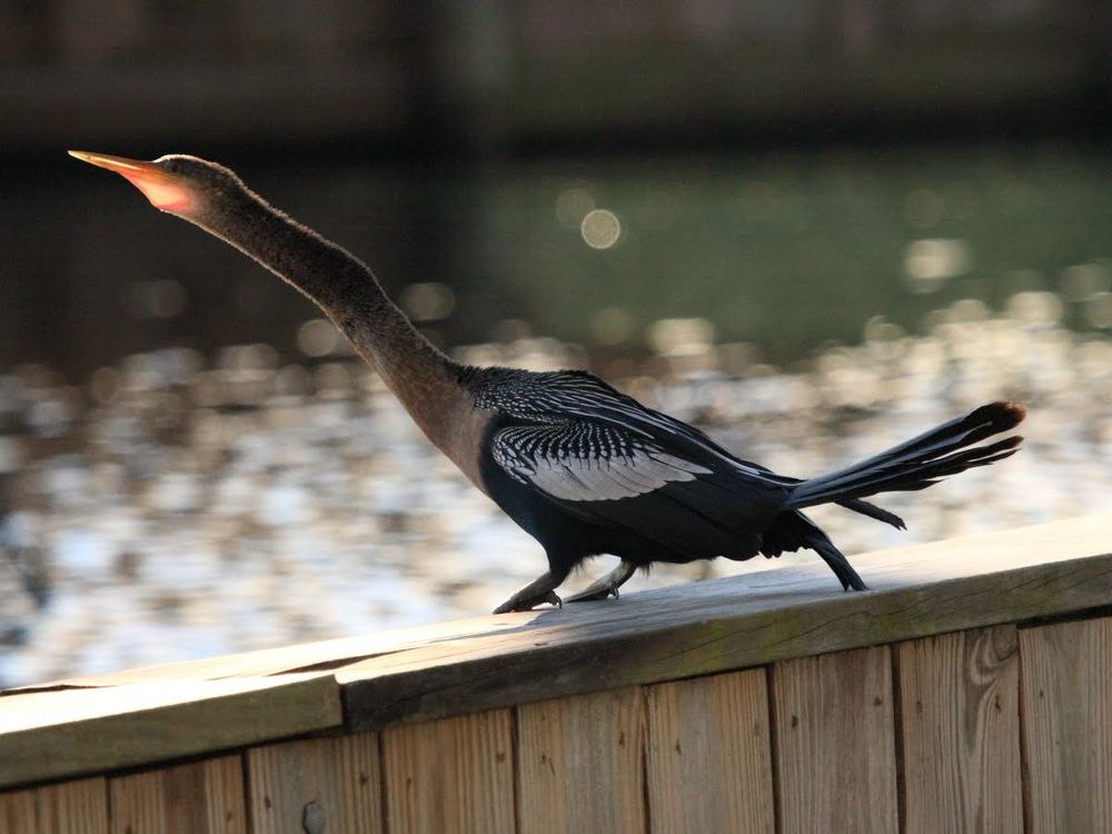 Anhinga