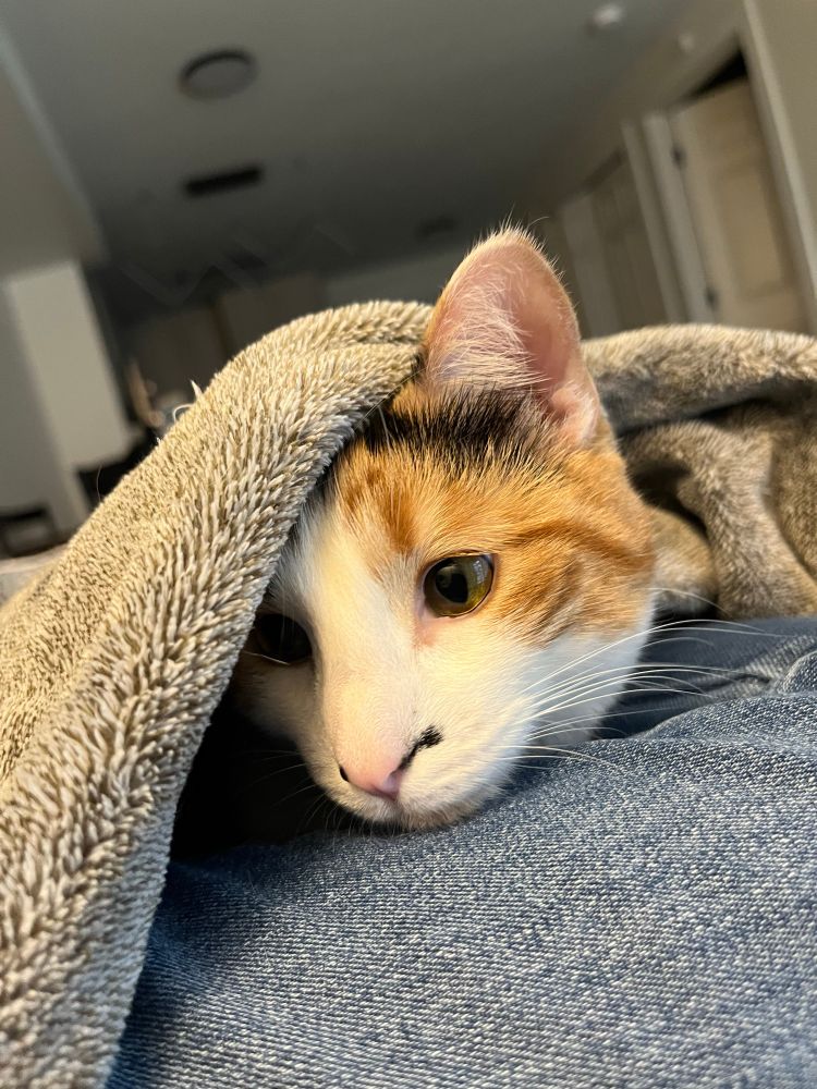 Calico cat with green eyes. Her head is partially covered with a grey blanket, one ear sticking out. Her chin rests in the crook of a knee.