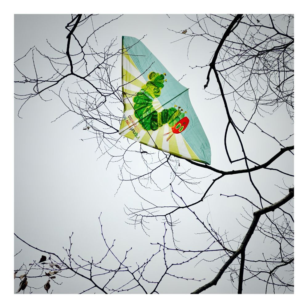 Kajto kaptita de branĉoj. Sur la kajto estas presita la malsatega raŭpo / 枝に引っかかったはらぺこあおむしがプリントされた凧