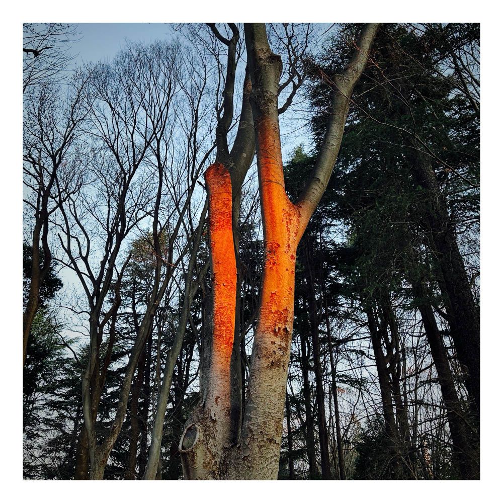 Arbotrunkoj ruĝigitaj de la suno
太陽光によって赤く染められた木の幹