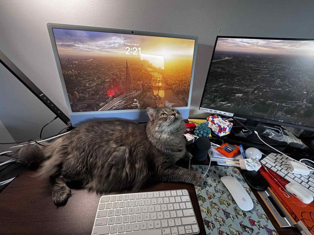 My fuzzy grey medium haired cat sleeping behind my iMac keyboard in front of my monitor staring at the ceiling taking up precious real estate on my desk. There are two monitors behind her and associated bric-à-brac on my desk.