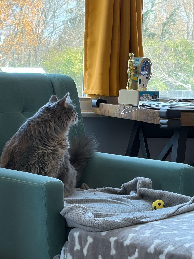 My car staring at my new Star Wars clock 