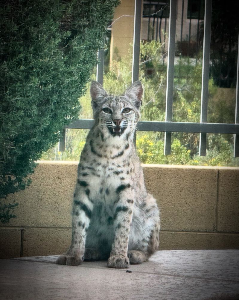 Bobcat