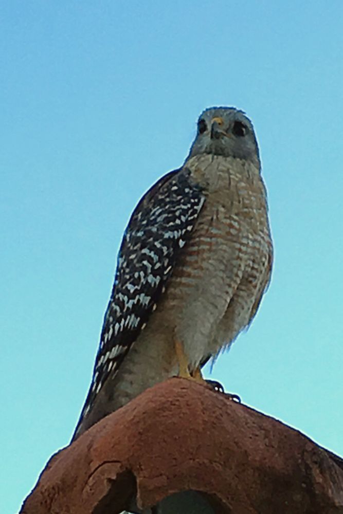 Red Shouldered Hawk