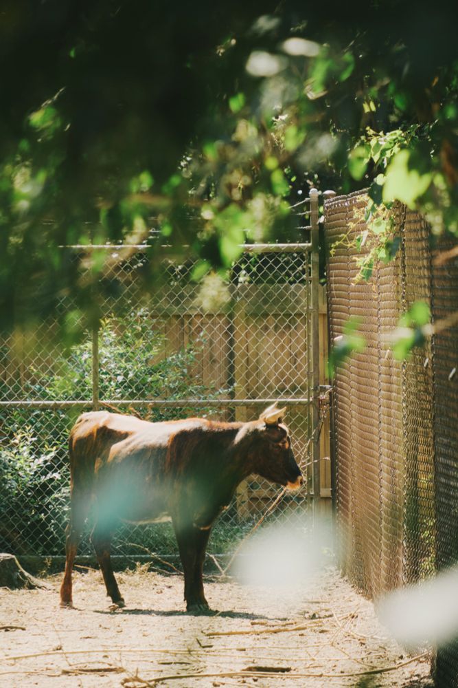 A heavily backlit brown cow standing by a fence behind out-of-focus leaves