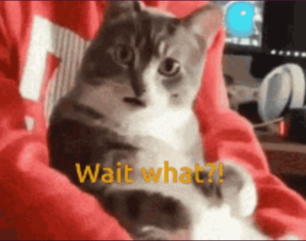 Eine grau-weiße Katze guckt in die Kamera - es sieht aus, als hätte sie Fragen.
Text: "Wait what?!"