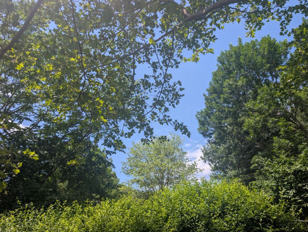 The tops of trees against a blue sky.