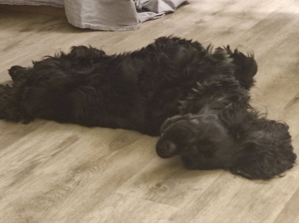 Un chien noir endormi les 4 fers en l'air