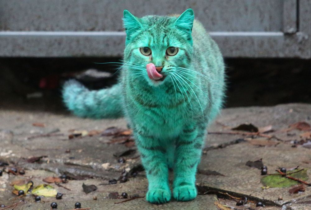 A stray cat is standing in the middle of the frame. Grey concrete and what appears to be a grey metal door covers the background. Leaves and small berry-like orbs are scattered on the ground. The cat is dyed a lovely jade color and has faint black stripes. It is standing calmly. It's pink tongue is licking its lips while its olive colored eyes are staring straight into the camera. It's tail is flicking off to the left. It's ears are at full attention.