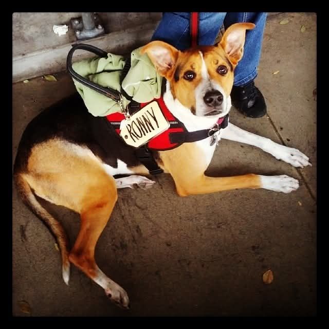 Ronny the service dog laying down with a yellow price is right "RONNY" name tag on his vest!