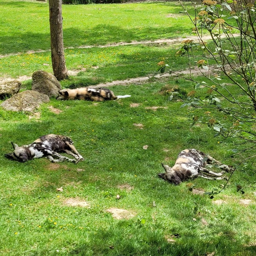 Three African wild laying down in the grass at a zoo in the Netherlands 