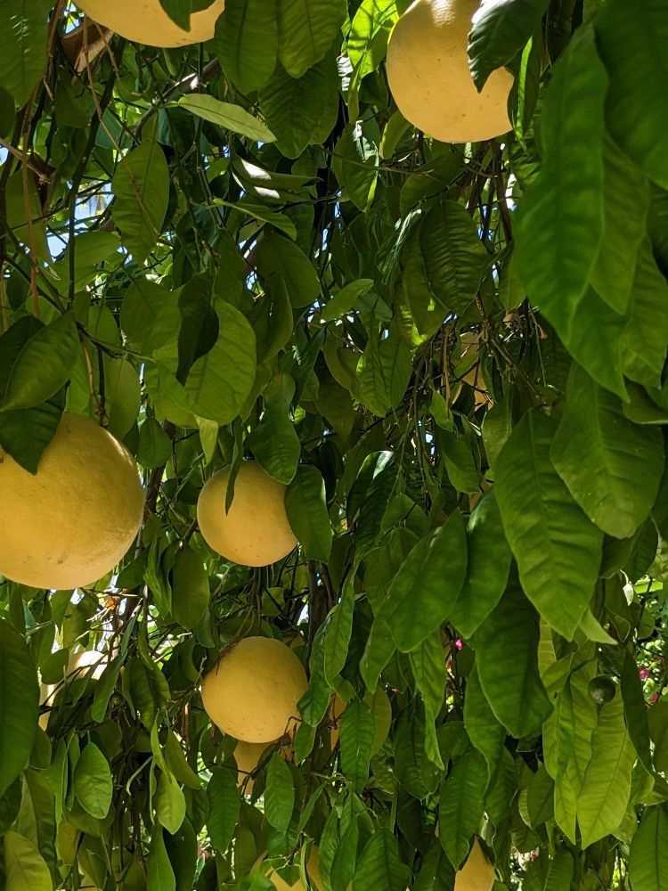 Fresh grapefruit in our yard. 