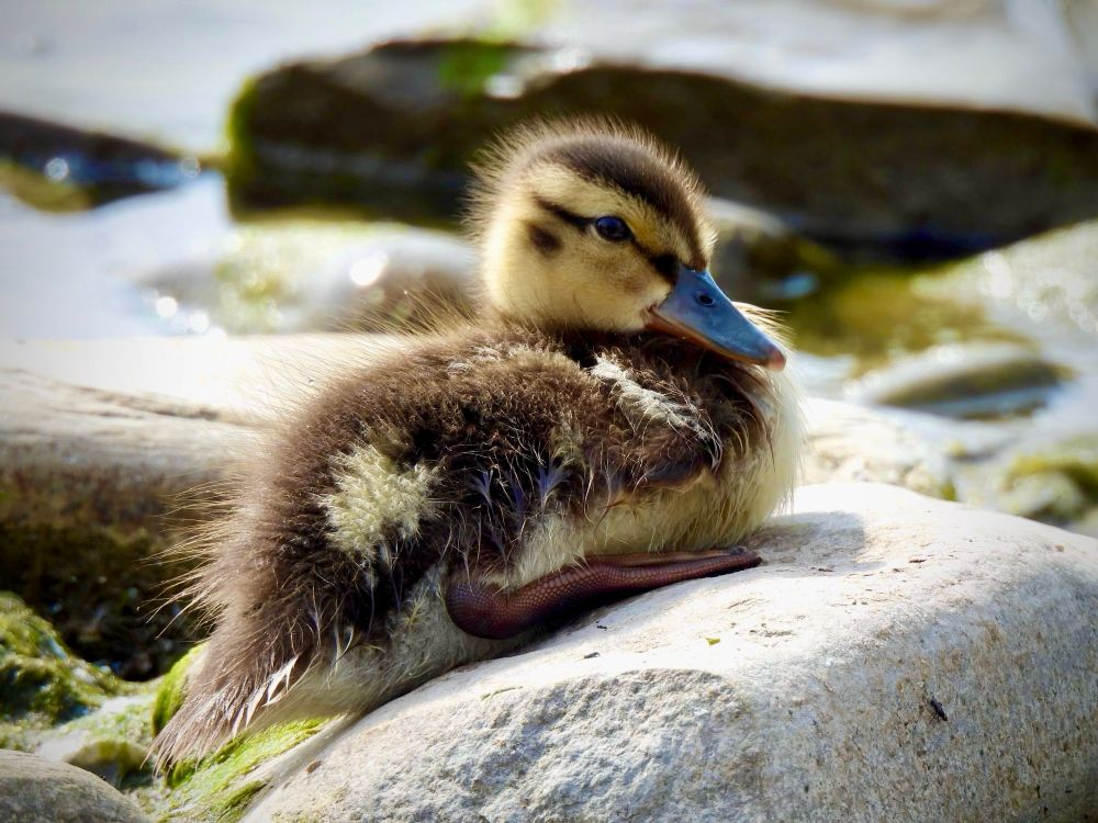 Young downy mallard duck sitting low on a smooth white shore rock, beak down, one eye looking at camera 